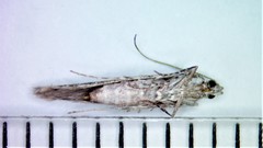 Batrachedra praeangusta