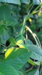 Ganocapsus filiformis