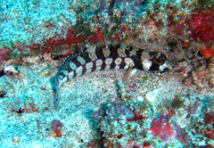 Parapercis tetracantha