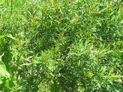 Searsia grandidens
