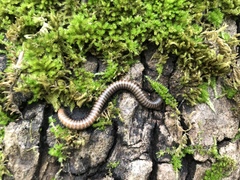 Acanthoiulus fuscipes