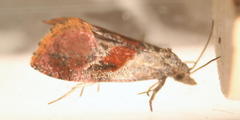 Cochylis viscana