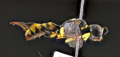 Tracheliodes