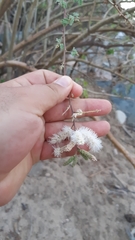 Mimosa distachya