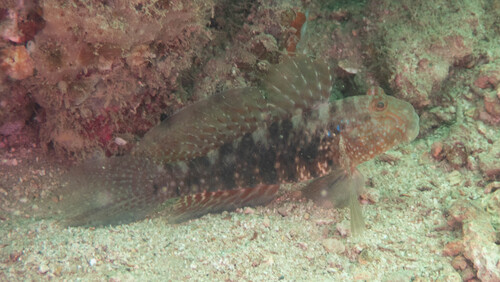 Sierlijke rifgrondel (Exyrias belissimus) — Gobiidae — 3