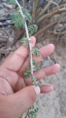 Mimosa distachya
