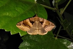 Bastilla simillima