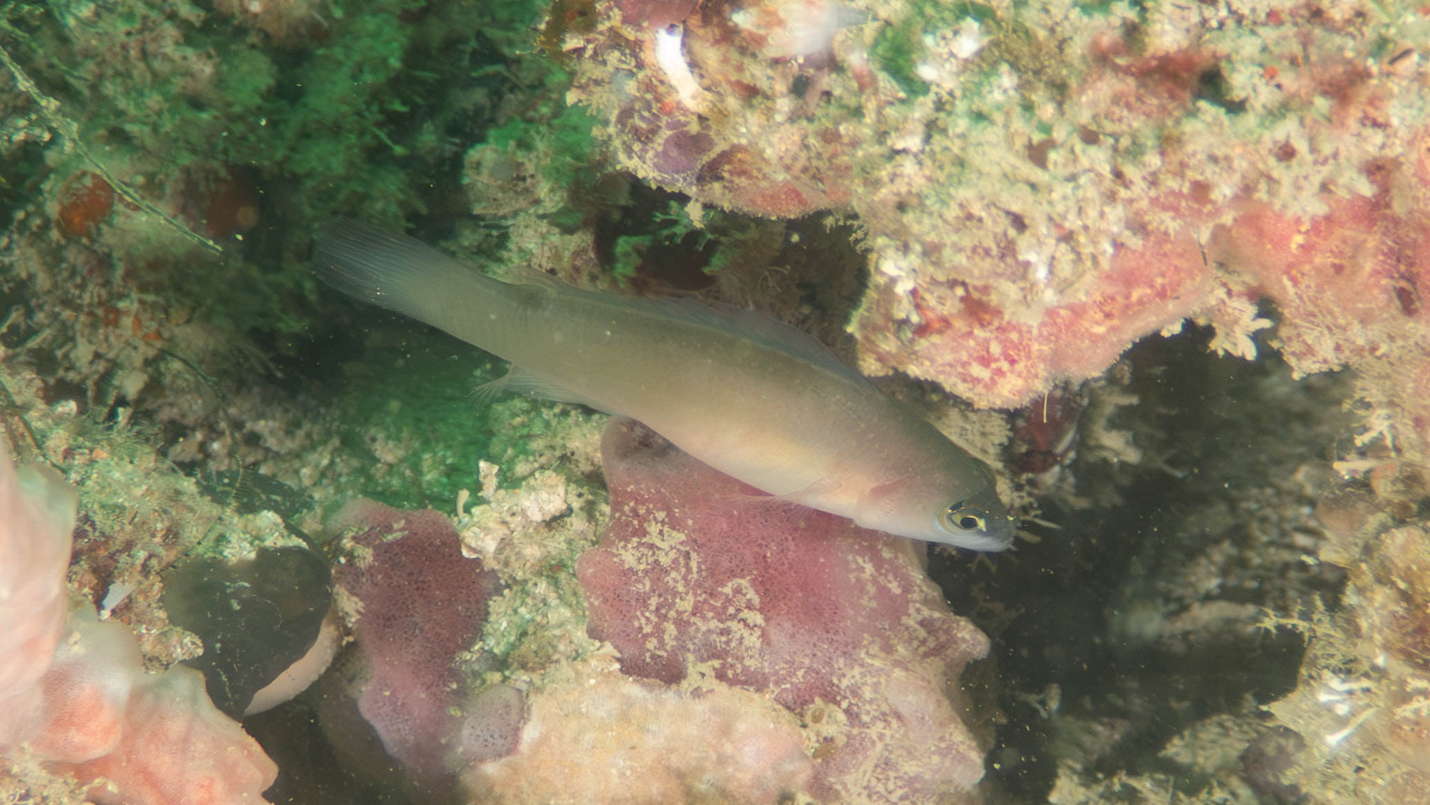 Karimunjawa Dottyback