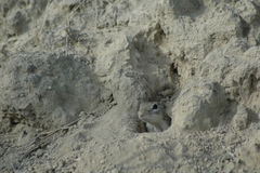 Ictidomys parvidens