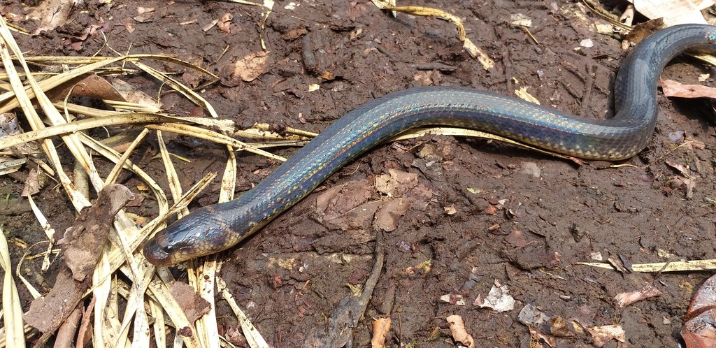 Blackwater Mud Snake