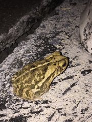 Incilius nebulifer