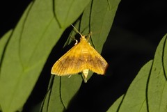 Hyalobathra
