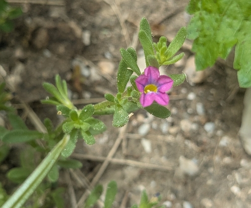 Image of Calibrachoa parviflora by (c) Ainsley, some rights reserved (CC BY)