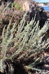 Camphorosma monspeliaca