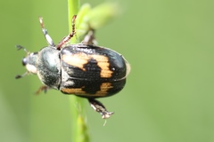 Anisoplia