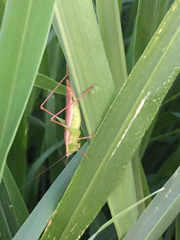Conocephalinae