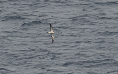 Calonectris leucomelas