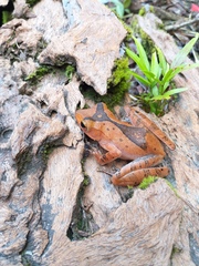 Polypedates colletti