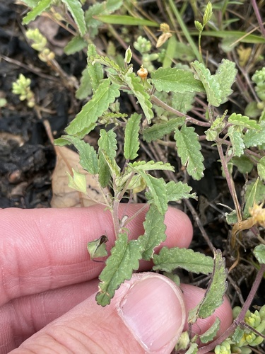 Sida abutilifolia, photograph 2