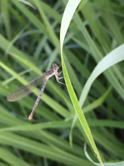 Argia