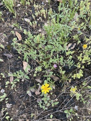Sam Kieschnick, CC BY, iNaturalist via GBIF Sida abutilifolia, photograph Sam Kieschnick, CC BY, iNaturalist via GBIF