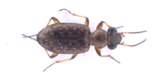 Asaphidion flavipes