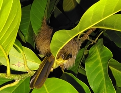 Pycnonotus finlaysoni