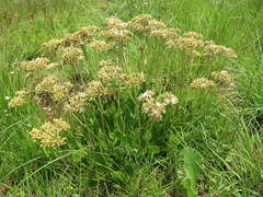 Helichrysum acutatum