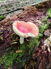 Russula subemetica