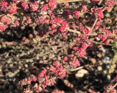 Atriplex glabriuscula