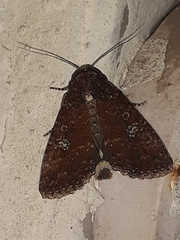 Condica illecta