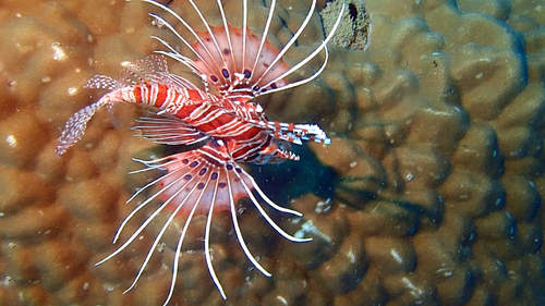 Scorpionfish
