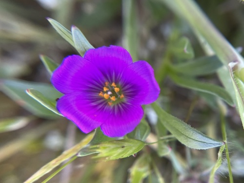 iNaturalist observation photo of redmaids