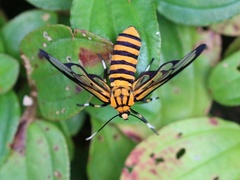 Amata grotei