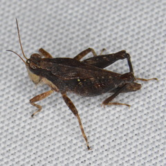 Tettigidea lateralis