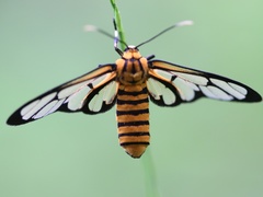 Amata grotei