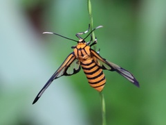 Amata grotei