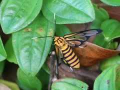 Amata grotei