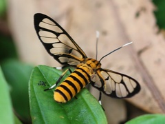 Amata grotei