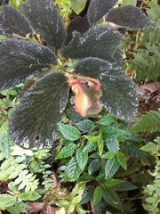 Begonia pectennervia