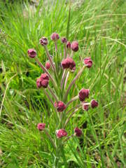 Zaluzianskya pilosa