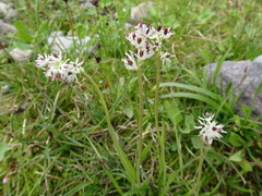 Triantha occidentalis