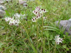 Triantha occidentalis