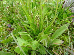 Triantha occidentalis