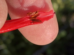 Erica diaphana