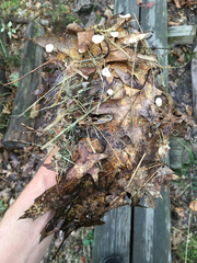 Collybiopsis quercophila