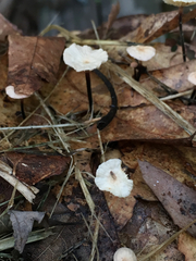 Collybiopsis quercophila