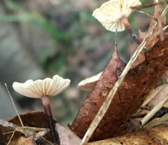 Collybiopsis quercophila