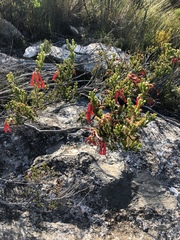 Erica diaphana
