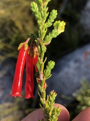 Erica diaphana